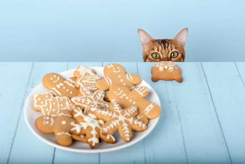 Kekse für Katzen